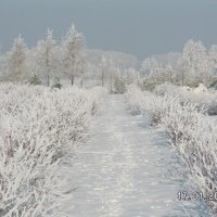 Uoginių augalų medelynas