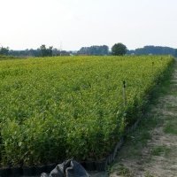 Uoginių augalų medelynas
